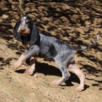 BENITA, chien à adopter