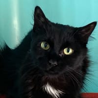 ALICE, chatte à adopter