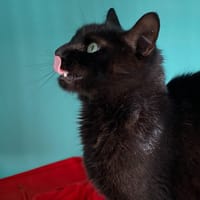 RISOTTO, chat à adopter