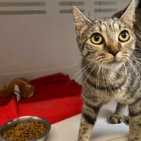 BELLA, chatte à adopter