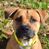 DOUGUY, chien à adopter
