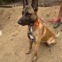 SAIKO, chien à adopter