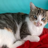 LILAS, chatte à adopter