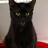 FLORA, chatte à adopter
