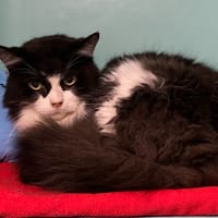 POUTINE, chat à adopter