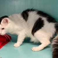 RIO, chat à adopter