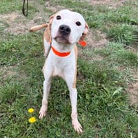 mICHKA PAA24463, chienne à adopter