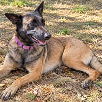 Fidji, chienne à adopter