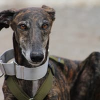 CHENCHO, chien à adopter