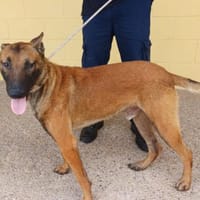 MARCO (Maria), chien à adopter