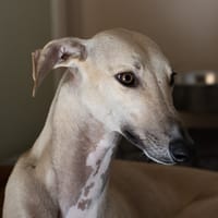 LAELAPS  (France), chien à adopter