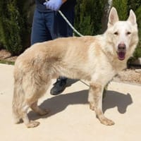WHITE (Maria), chien à adopter