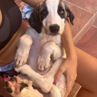 ARES (Martina), chien à adopter