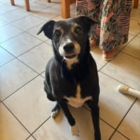 maya, chienne à adopter