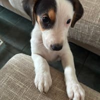 baki, chien à adopter