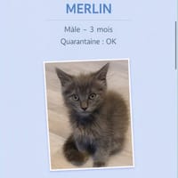 merlin, chat à adopter