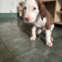 asko, chien à adopter