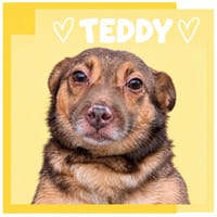 Teddy, dog to adopt