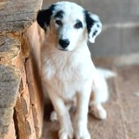 Orion, chien à adopter