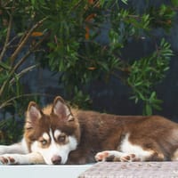 Billie, chienne à adopter