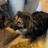 Carla, chienne à adopter