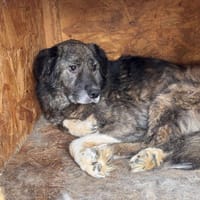 Darius, chien à adopter
