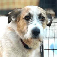 Manille, chienne à adopter