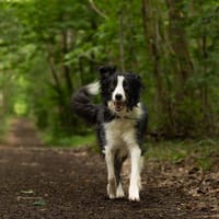 Meadow, chienne à adopter