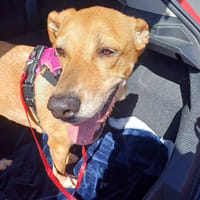Nana, chienne à adopter