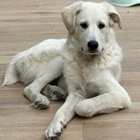 Andrea, chien à adopter
