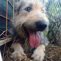 Sierra, chienne à adopter