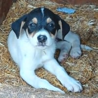 Suika, chienne à adopter