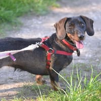 Thalie, chienne à adopter