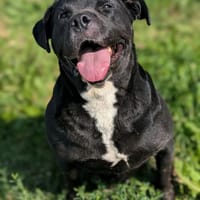 Trudy, chienne à adopter