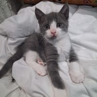DOBBY, chat à adopter