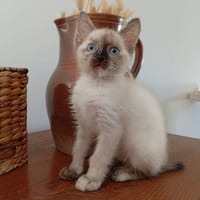 VAELIA, chatte à adopter
