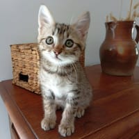 KODAI, chat à adopter