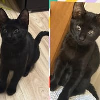 BRINDISI, chat à adopter