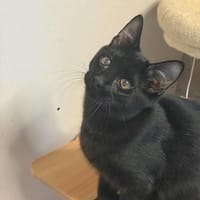 BRINDISI, chat à adopter