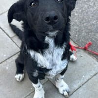 Welpenmädchen Chana  wartet in 22081 Hamburg, Hündin zur Adoption