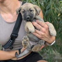 Imara, Hündin zur Adoption