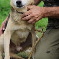 Fion - verschmuster, lieber Rüde, Hund zur Adoption
