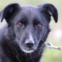 Dhahi - verspielter Jungrüde, Hund zur Adoption