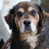 Brad - verschmust u. zutraulich, Hund zur Adoption