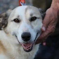 Nico - kinderlieber Jungrüde, Hund zur Adoption
