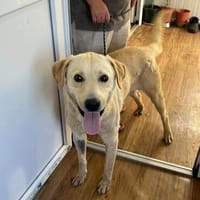Buddy, Hund zur Adoption