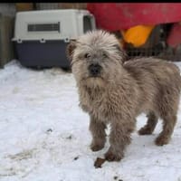 Ares, Hund zur Adoption
