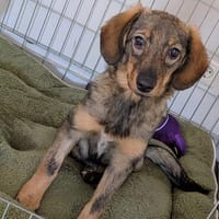 🐾💕 SARISA  EIN ZARTES HUNDEHERZ SUCHT SEIN ZUHAUSE, Hündin zur Adoption