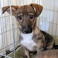 🐾💕 SARITA  KLEINES HUNDEMÄDCHEN SUCHT IHRE MENSCHEN 💕🐾, Hündin zur Adoption