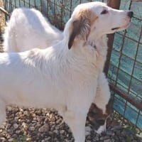 TODDY - großer Hund, großes Herz, große, Hund zur Adoption